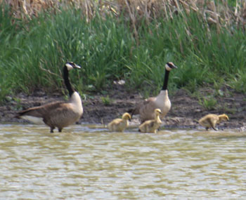 Goose family